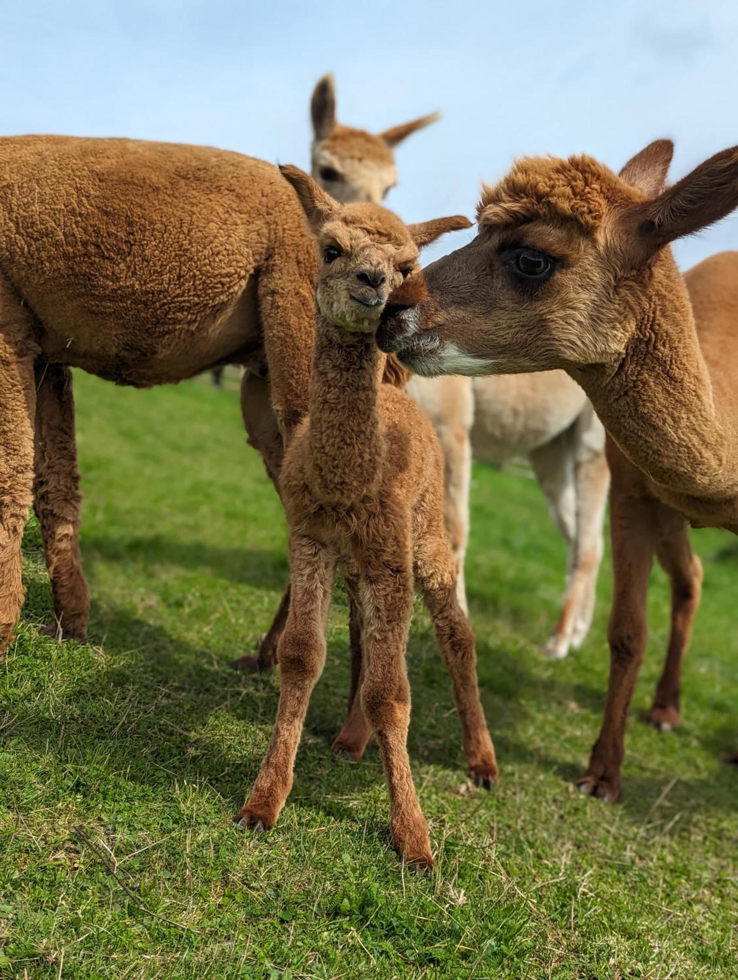Flora & Fauna (adults Only) Hotel Winterberg